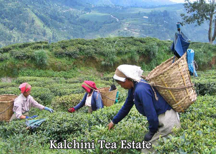 Kalchini Tea Estate
